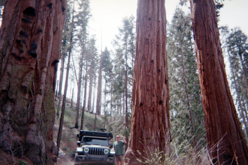 Sequoia on a Disposable photo 1
