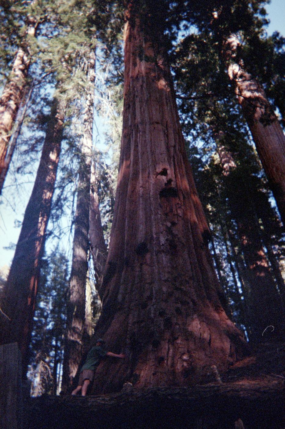Sequoia on a Disposable
